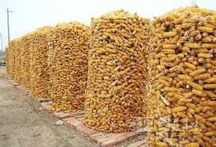 燁邦絲網(wǎng)供應圈玉米電焊網(wǎng)綠色環(huán)保優(yōu)質(zhì)產(chǎn)品