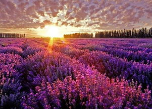 新疆伊犁 自然美景引矚目，環(huán)保挑戰(zhàn)需共擔(dān)